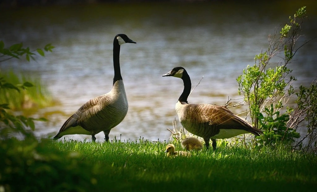 Le Québec : des auberges à tous les prix